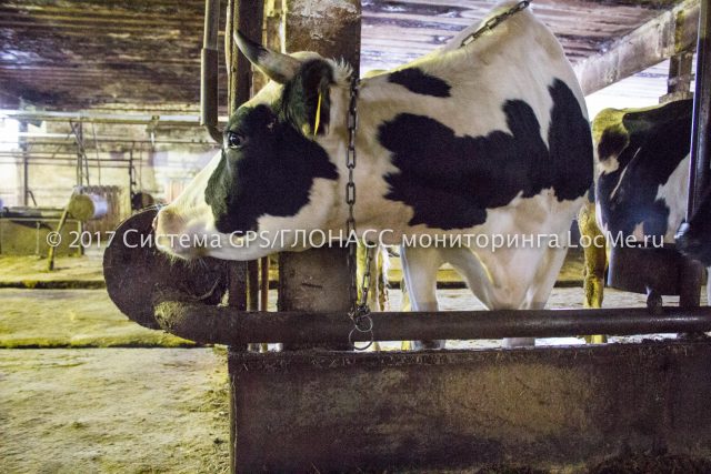 Коровы очень любят точный учет молока на ферме